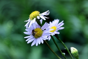 IMG_8077.jpeg